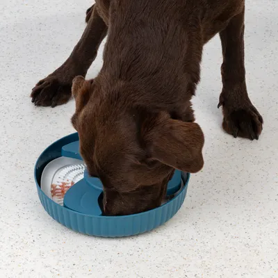 Brun hund äter ur en blå anti-sväljningsskål med flera fack.