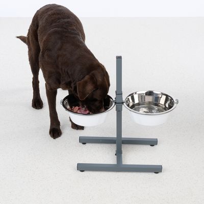 Cane marrone mangia da una stazione doppia per ciotole regolabile in altezza con due ciotole, una per il cibo e una per l'acqua.