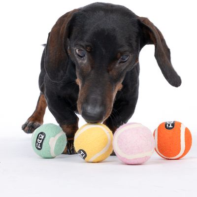 Chien noir à poil court devant quatre balles de tennis colorées (vert, jaune, rose, orange) avec étiquette visible « T.I. » sur chaque balle.