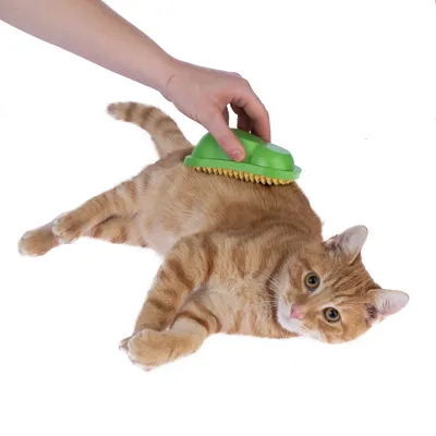 Hand bürstet orangefarbene Katze mit grüner Fellpflegebürste. Demonstration der Anwendung des Produkts.