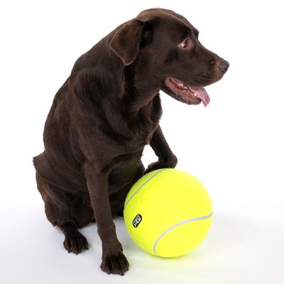 Brun hund sitter bredvid en stor gul tennisboll med texten 'TUG'.