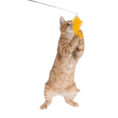 Rote Katze spielt mit gelbem Feder-Spielzeug an einer Angel.