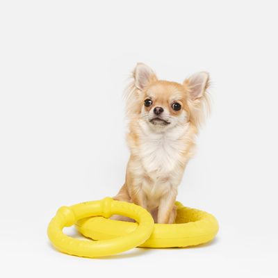 Due giocattoli da masticare gialli a forma di anello, uno con impugnature strutturate, su sfondo bianco.