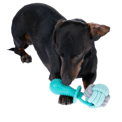 Hund leker med ett turkost tuggleksak av gummi och tygknutar.