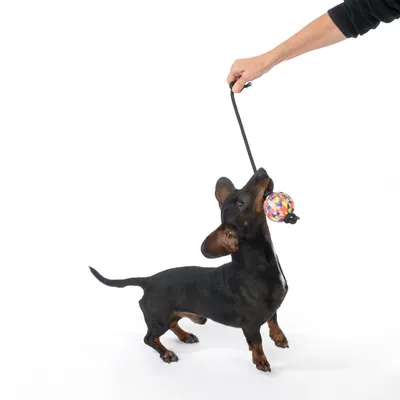 Hund spielt mit einem bunten Ball an einer Schnur, der von einer Hand gehalten wird.