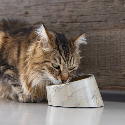 Gatto che beve da una ciotola per cibo con effetto marmo su una superficie liscia davanti a una parete di legno.