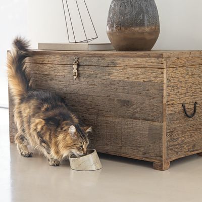 Gatto che beve da una ciotola per alimenti in marmo davanti a una cassa di legno rustica. Vaso decorativo e lampada visibili sulla cassa.