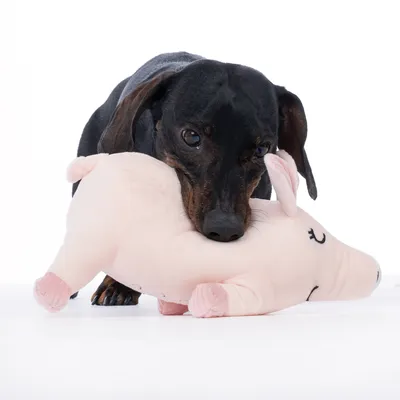 Crni pas igra se s ružičastom plišanom igračkom u obliku svinje.