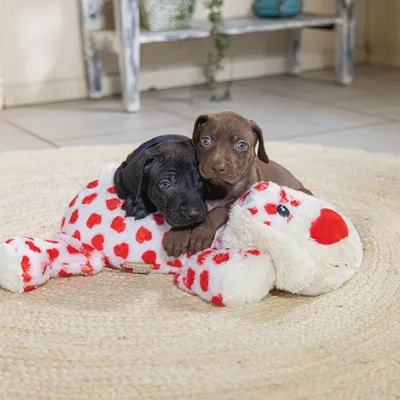 Chiot noir allongé sur une peluche en forme de chien blanc à motifs rouges, posée sur un tapis rond en fibres naturelles. Chiot noir allongé sur une peluche en forme de chien blanc à motifs rouges, posée sur un tapis rond en fibres naturelles.