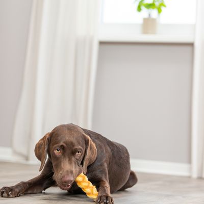 Cane marrone sdraiato a terra mastica un gioco da masticare giallo a forma di treccia.
