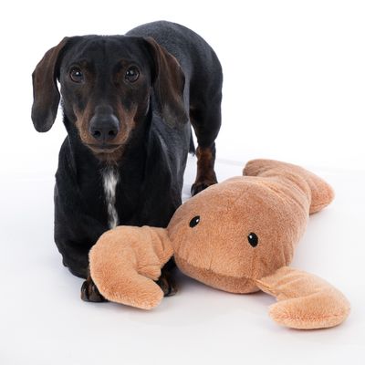 Chien noir à poil court debout à côté d’une peluche en forme de homard beige, posée au sol. Les deux sont visibles sur fond blanc.