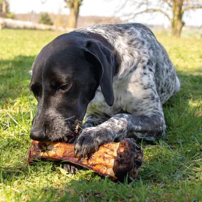 Hund med svartvit päls tuggar på ett stort ben utomhus. Benet är stekt och har synliga köttrester.