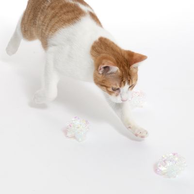 Рыжая и белая кошка играет с прозрачными блестящими игровыми мячиками на белом фоне.