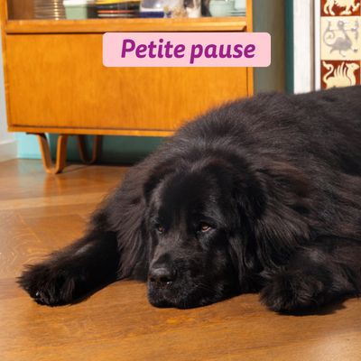 Edgard & Cooper Large Puppy Canard et poulet sans céréales