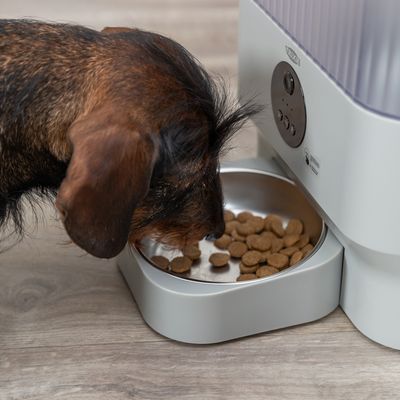 Cane mangia cibo secco da una ciotola collegata a un distributore automatico di cibo Trixie.