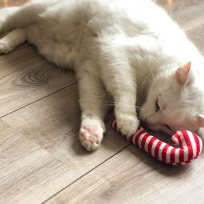 Weisse Katze spielt mit rot-weiss gestreiftem Spielzeug in Form einer Zuckerstange auf Holzboden.