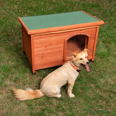 Niche pour chien en bois avec toit plat vert, porte transparente souple. Chien beige à collier orange assis devant la niche sur l’herbe.