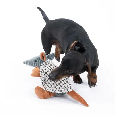 Schwarzer Hund spielt mit einem Stofftier in Form eines Gürteltieres, bestehend aus verschiedenen Texturen und Farben.