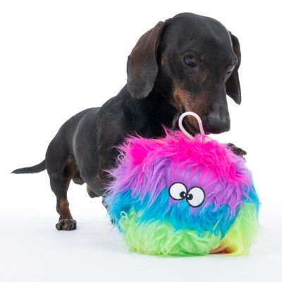 Chien teckel noir avec une balle en peluche multicolore à poils longs, motif yeux dessinés et boucle blanche visible sur le dessus du jouet.