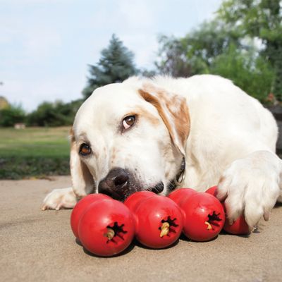 Hund spielt mit roten Kauspielzeugen, gefüllt mit Leckerlis. Produkt zeigt Anwendung von interaktivem Spielzeug für Hunde.