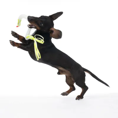 Cane gioca con un gioco bianco con corde gialle e dettagli rossi.