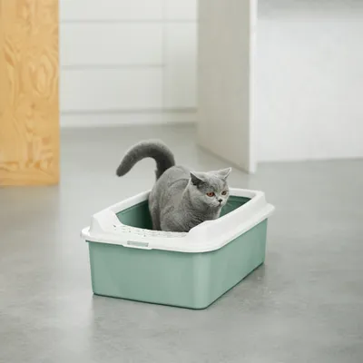 Graue Katze steht in einer grünen Katzentoilette mit weissem Rand, geeignet für die Nutzung durch Katzen.