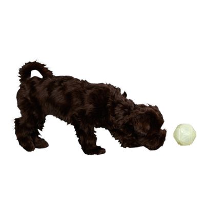 Bruine hond speelt met een lichtgroene speelbal. Demonstratie van het gebruik van een huisdierspeeltje.