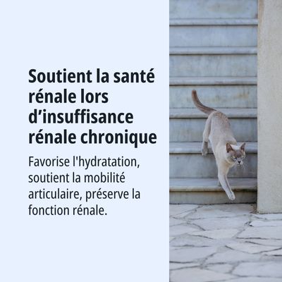 Soutient la santé rénale en cas d'insuffisance rénale chronique, favorise l'hydratation, aide à la mobilité des articulations et maintient la fonction rénale.