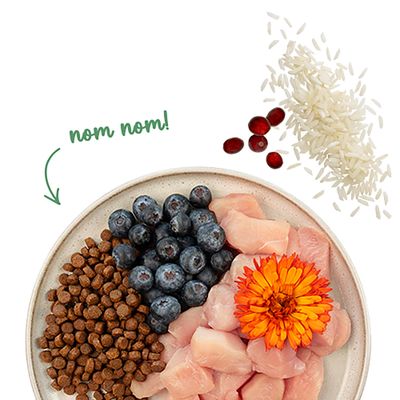 Teller mit Trockenfutter, Blaubeeren, rohem Fleisch und Blüte. Daneben Reis und Cranberries. Text: nom nom!