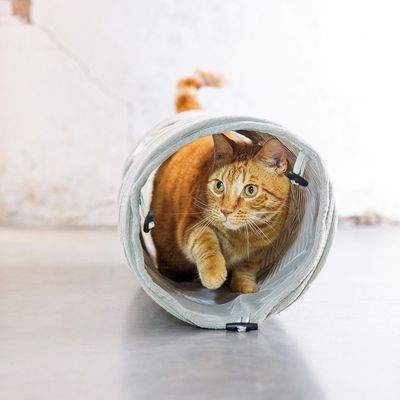 Lotte Kattentunnel Geribd