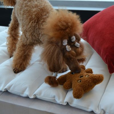 Rukka Teddy zabawka dla psa, brązowa