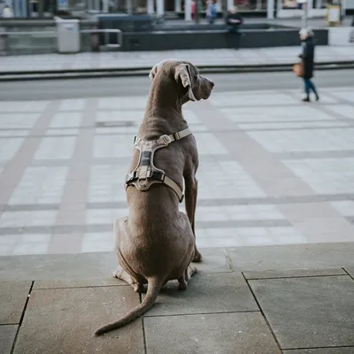 Ham HUNTER Divo Camouflage, bej