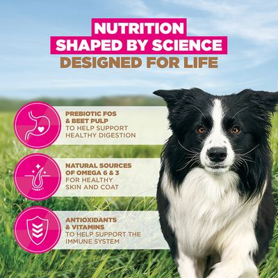 Eukanuba Grain Free Adult Small & Medium com frango - Pack económico: 2 x 12 kg
