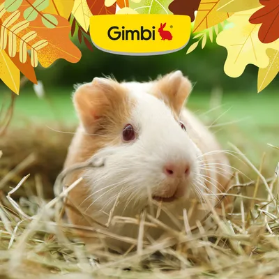 Gimbi Mother Nature Guinea Pig - 800 g