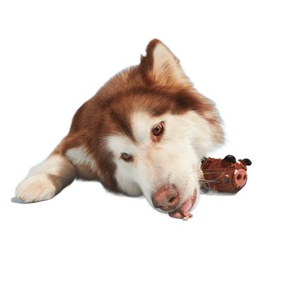 Bark zabawka dla psa Wild Boris