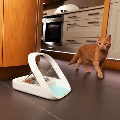 Automatischer Futterspender mit transparentem Deckel, gefüllt mit Trockenfutter. Roter Kater in einer modernen Küche im Hintergrund.