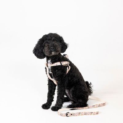 Schwarzer Hund trägt ein weisses Geschirr mit buntem Muster, passende Leine liegt daneben.