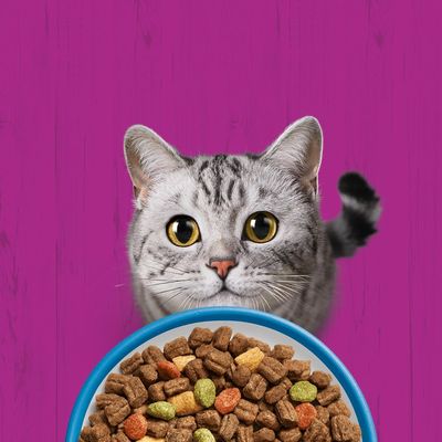 Whiskas 1+ tuniak - 3,8 kg