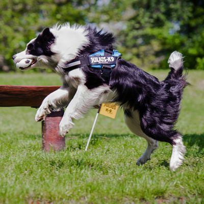 JULIUS-K9 IDC® hundesele, akvamarin