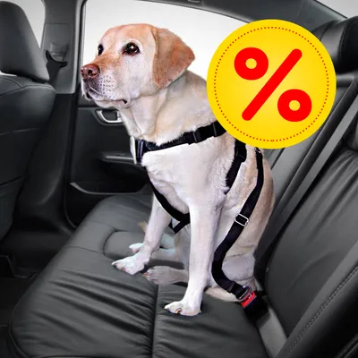 Hund mit Sicherheitsgeschirr auf einem Autositz. Gelbes Prozentzeichen für Rabatt sichtbar.