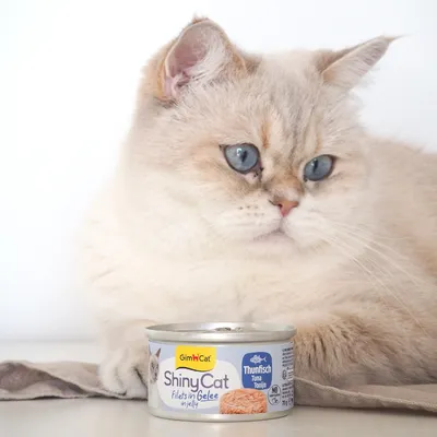 Ekonomipack: GimCat ShinyCat Filet i gelé 24 x 70 g - Tonfisk