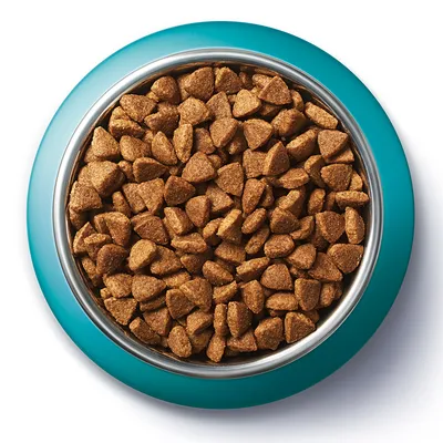 Croquettes brunes en forme de triangles dans une gamelle ronde en métal avec rebord turquoise, vue du dessus. Aucun nom de marque ou texte visible.