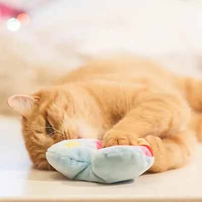 Chat roux allongé tenant un jouet en peluche bleu clair avec des motifs étoilés jaunes visibles.