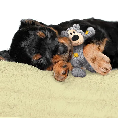 KONG WildKnots Bears KONG WildKnots Bears