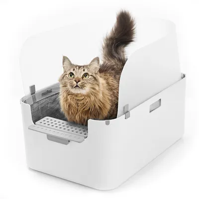 Chat à poils longs dans une litière blanche avec rebords hauts et grille d’entrée en plastique gris, sans marque visible.