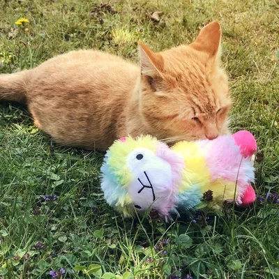 Gato rojo tumbado en el césped jugando con un juguete de peluche colorido en forma de llama.