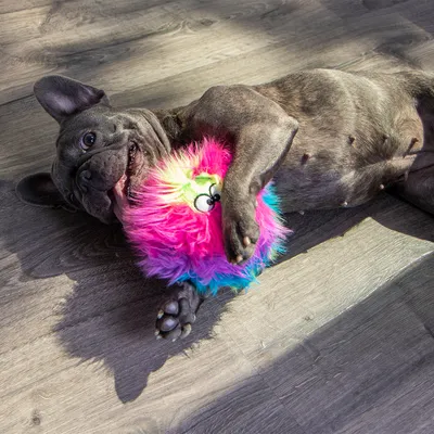 Chien allongé tenant un jouet en peluche multicolore avec des yeux dessinés, sur un sol en bois. Jouet en tissu à poils longs visibles.