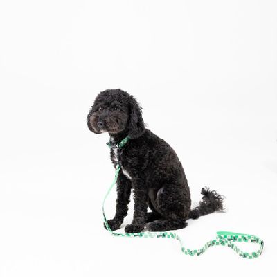 Zwarte hond met groene halsband en bijpassende groene lijn met patroon, zittend voor witte achtergrond.