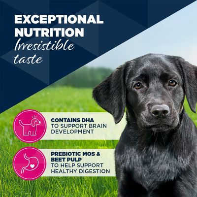 Eukanuba Puppy Rik på okse med gresskar