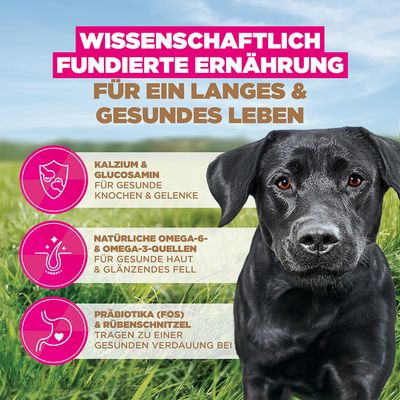 Eukanuba Grain Free Adult Large mit Huhn - 12 kg